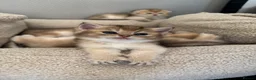 British Shorthair cats for sale: Scottish golden chinchilla ready for new homes  - Advert 17