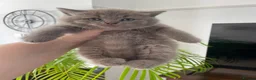 British Shorthair cats for sale: Champion Bloodline British shorthair kittens - Advert 5