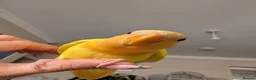 Lovebirds birds for sale: FULLY TAME baby HAND REARED PEACH FACE LOVEBIRD  - Advert 4