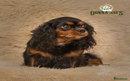 Cavapoo dogs for sale: DonnaJay’sCelebrityK9s EXCELLENT Trustpilot,Google - Advert 13