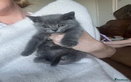 British Shorthair cats for sale: British blue kittens  - Image 7