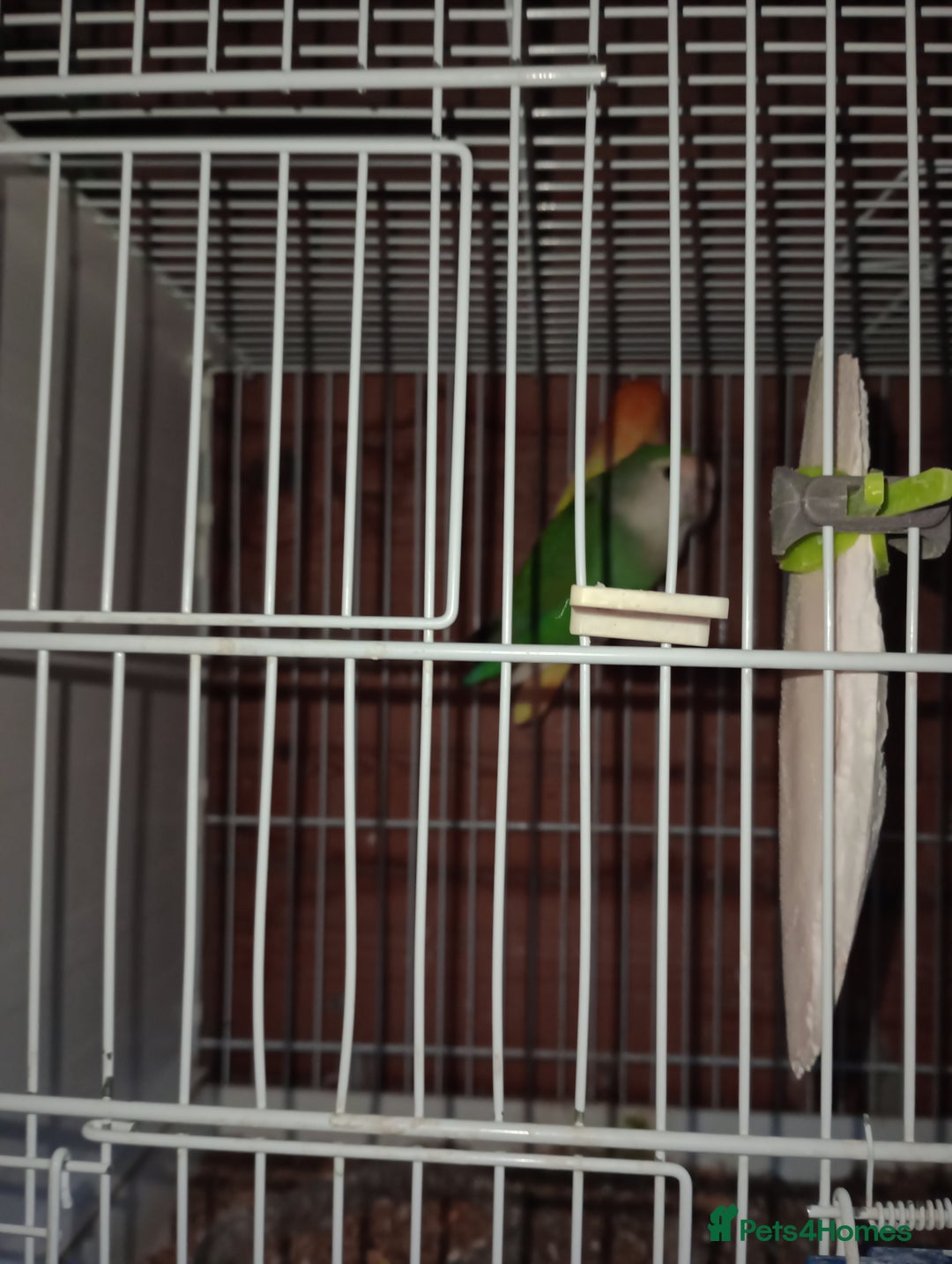 Lovebirds birds for sale: Fermale lovebirds  - Image 4