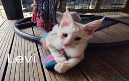 Maine Coon cats for sale: Pure Mainecoon boy Fun, intelligent, home raised. - Image 5