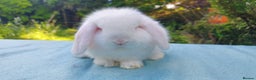 Mini Lop rabbits for sale: Beautiful pedigree Mini Lops  - Advert 4