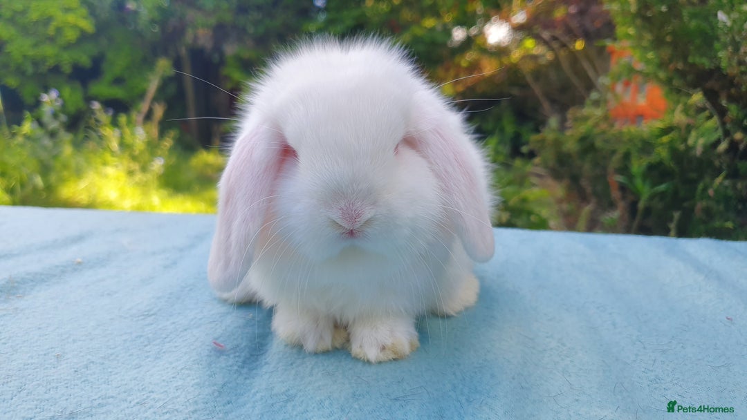 Mini Lop rabbits for sale: Beautiful pedigree Mini Lops  - Advert 4