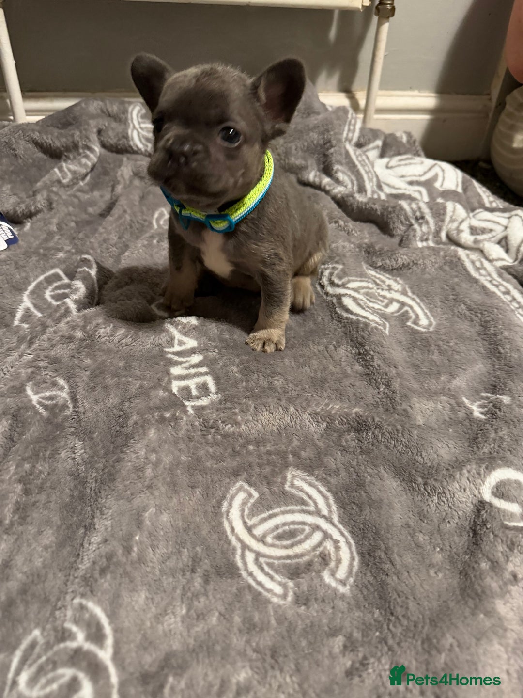 French Bulldog dogs for sale: French bulldog - Advert 33