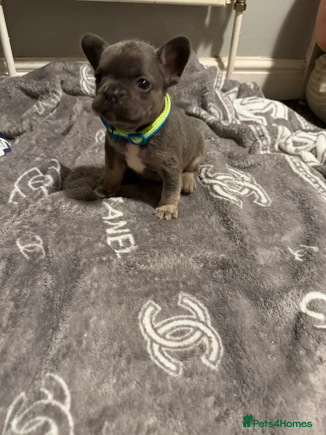 French Bulldog dogs for sale: French bulldogs  - Advert 30