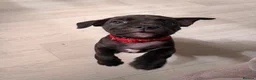 Mixed Breed dogs for sale: C. Graham - Advert 4