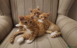 Domestic Shorthair cats for sale: Stunning litter of seven ginger kittens  - Image 2