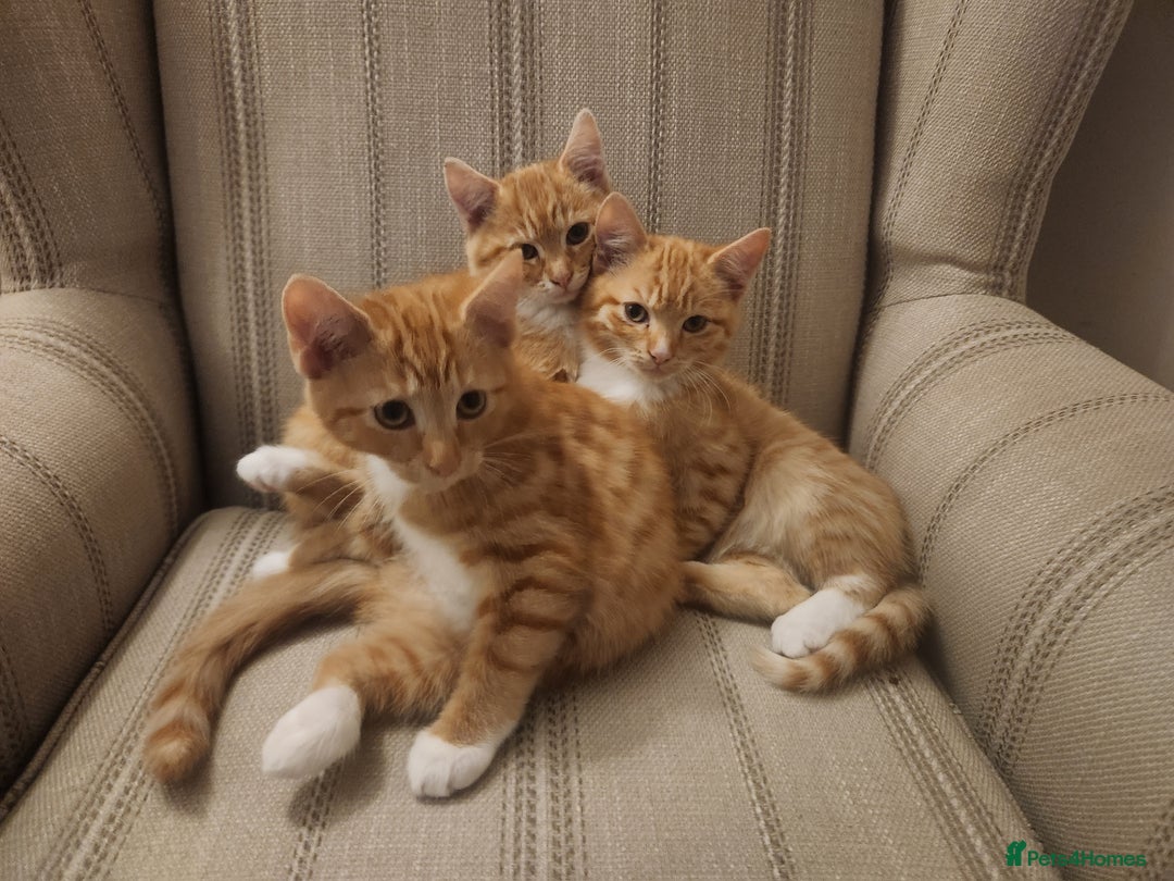 Domestic Shorthair cats for sale: Stunning litter of seven ginger kittens  - Image 2