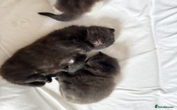 Maine Coon cats for sale: Maincoon X ragdoll - Image 3