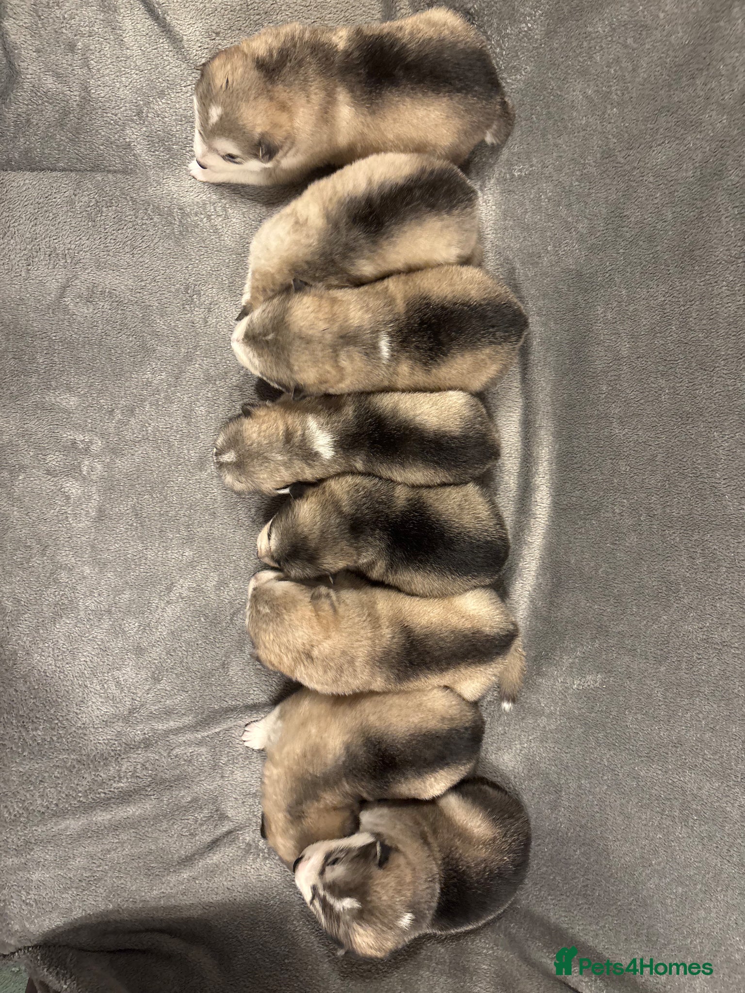 Alaskan Malamute dogs K.C Registered Quality Alaskan Malamute Puppies - Advert 2