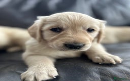 Golden Retriever dogs for sale: Beautiful Golden Retriever Puppies  - Image 21