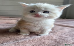 Maine Coon cats for sale: Half Maine Coon kittens - Image 4