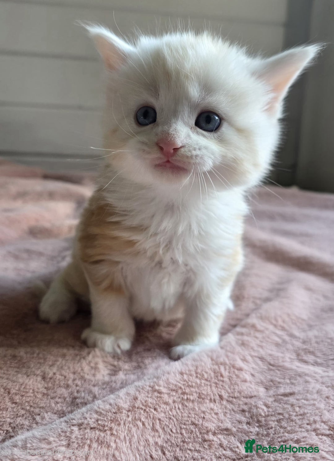 Maine Coon cats for sale: Half Maine Coon kittens - Image 4