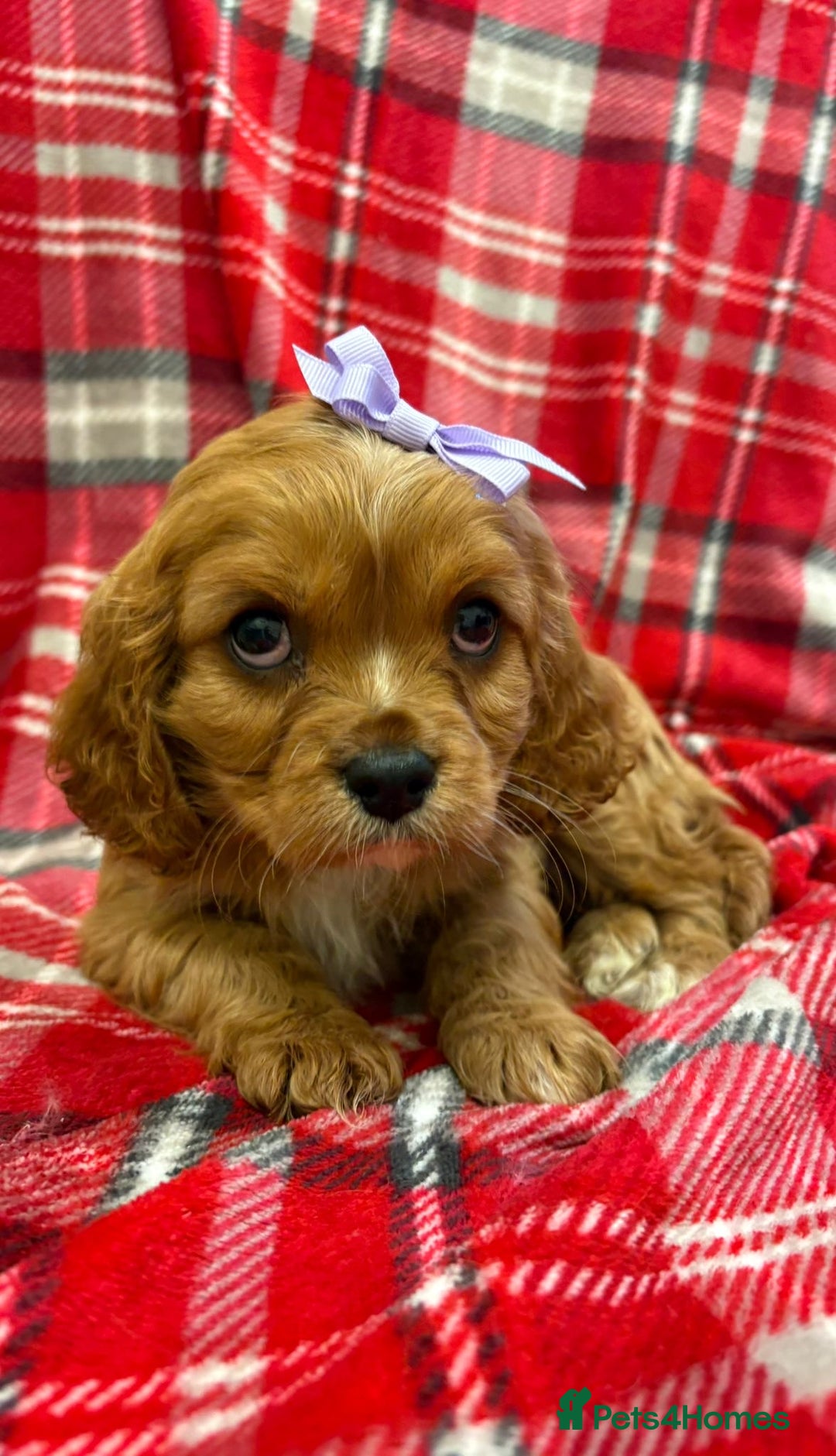Cavalier King Charles Spaniel dogs for sale: Beautiful Cavalier King Charles babies ❤️ - Advert 11