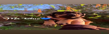 Dobermann Puppy 1