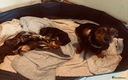 Mixed Breed dogs for sale: Dorkie Puppies  - Image 12