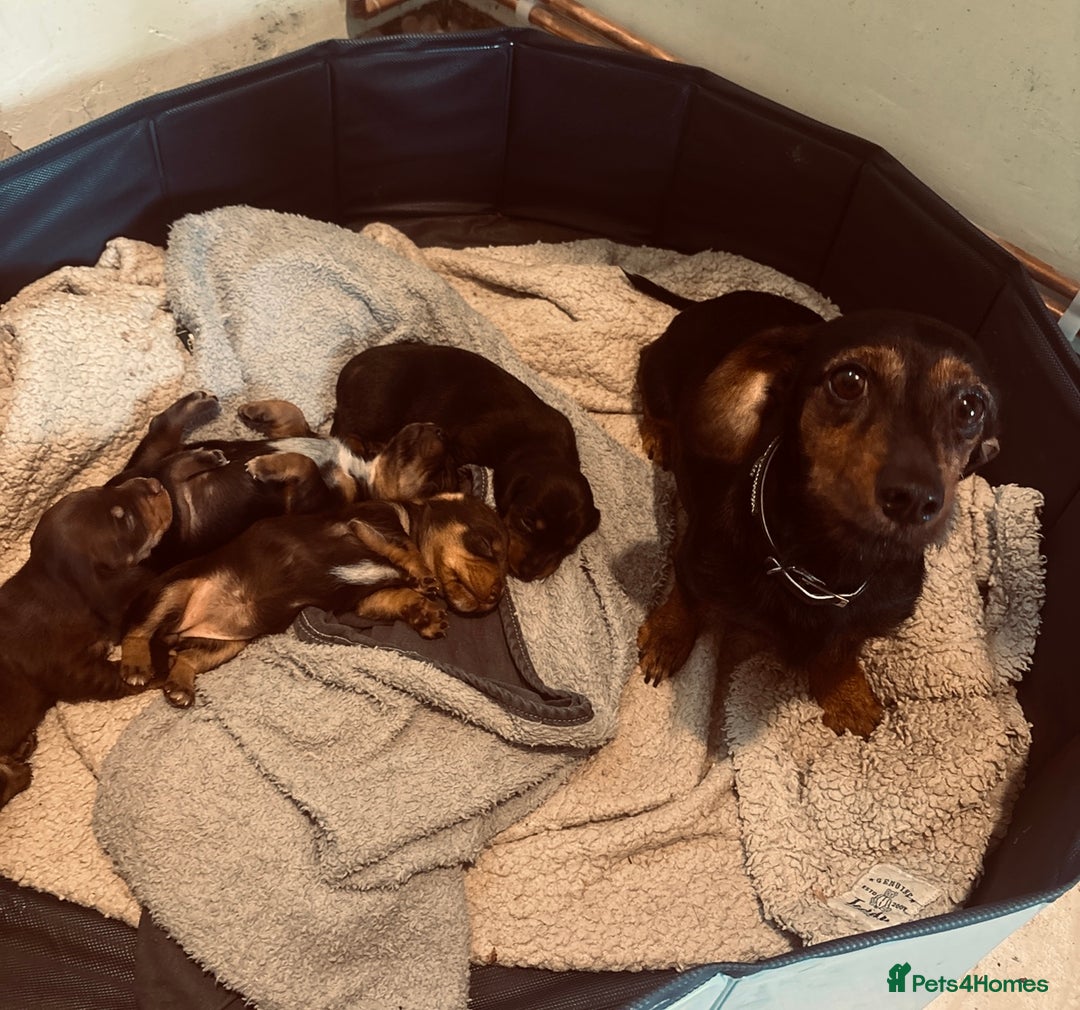 Mixed Breed dogs for sale: Dorkie Puppies  - Image 12