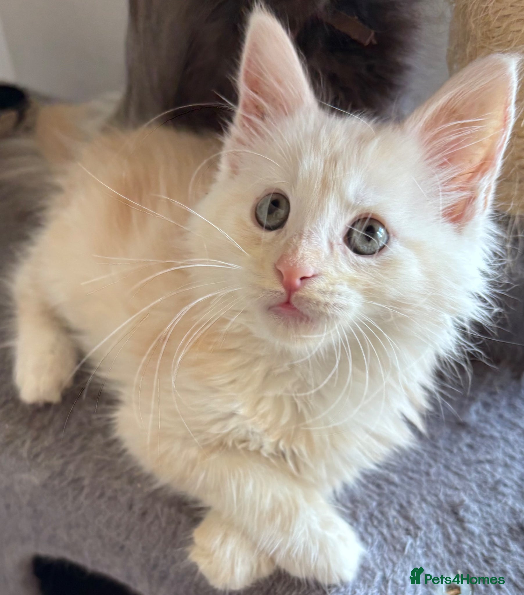 Maine Coon cats Fluffy Cream Maine Coon Boy 🐾 - Advert 1