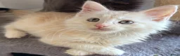 Maine Coon cats for sale: Cream Maine Coon Boy from Large TICA Blue Dad - Advert 3
