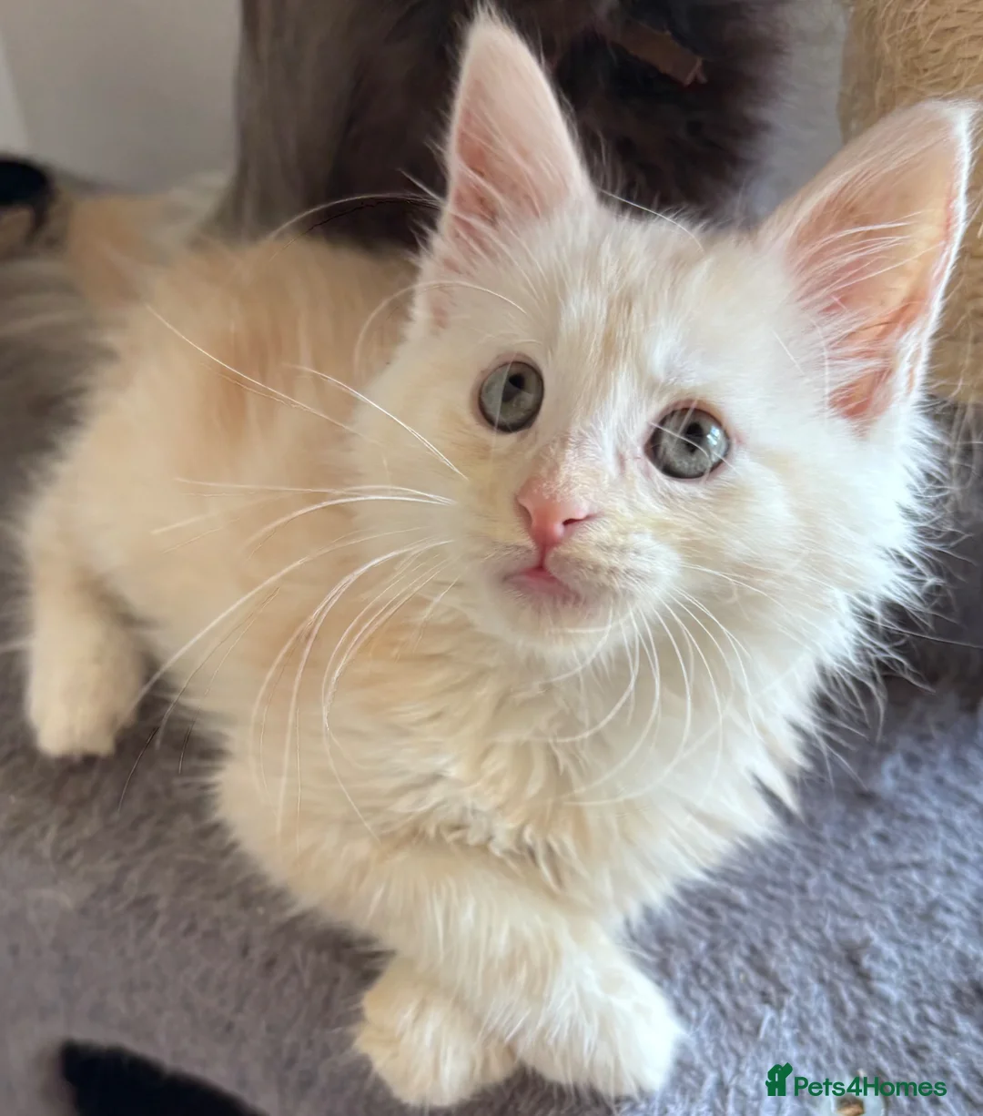 Maine Coon cats for sale: 🌟 Rare Light Cream Maine Coon Boy – Ready Now🔥  - Advert 1