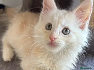 Maine Coon cats for sale: Fluffy Cream Maine Coon Boy 🐾 - Advert 2