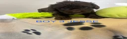 Cockapoo dogs for sale: CHOCOLATE F1 COCKAPOO  - Advert 5