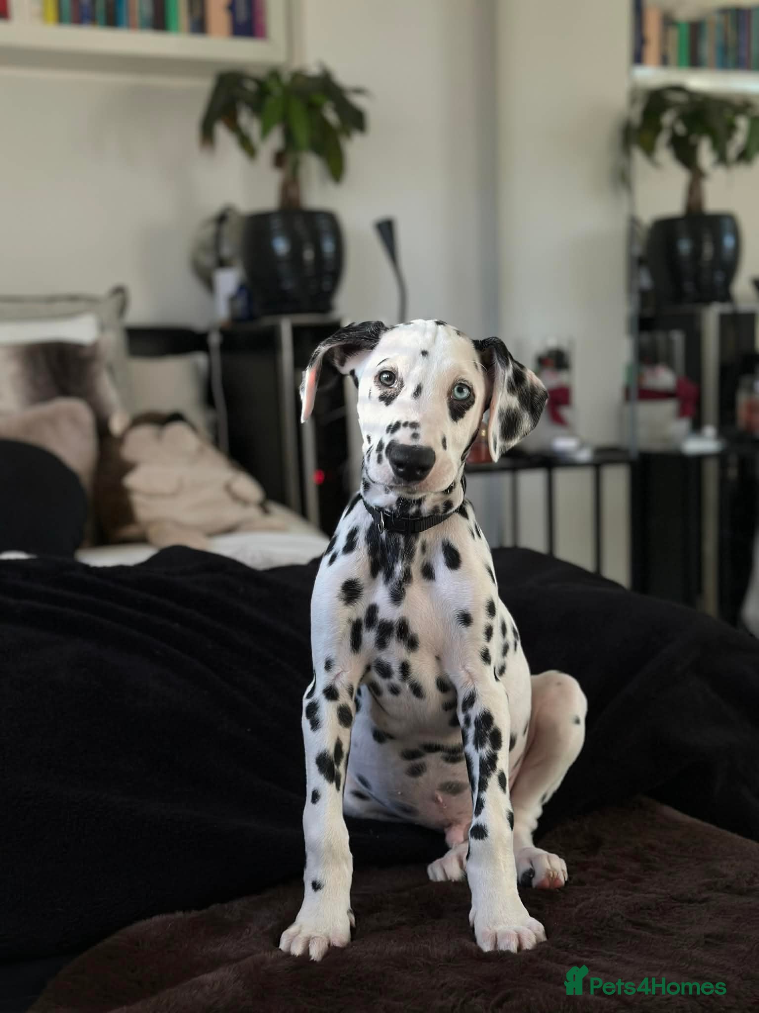 Dalmatian dogs Last Dalmatian puppy SCAR available  - Advert 13