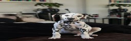 Dalmatian dogs for sale: Last Dalmatian puppy SCAR available  - Advert 1