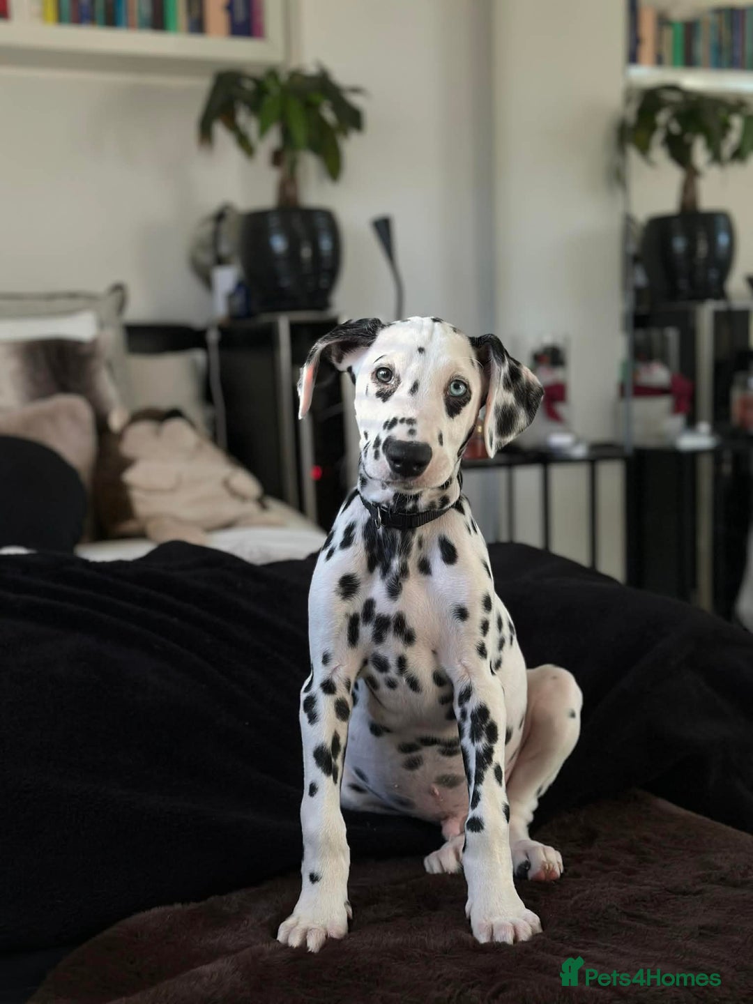 Dalmatian dogs for sale: Last Dalmatian puppy SCAR available  - Advert 1