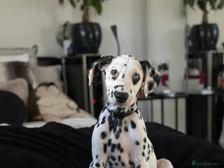 Dalmatian dogs Last Dalmatian puppy SCAR available - Advert 13