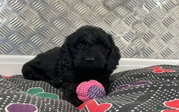 Cockapoo dogs for sale: F1 Cockapoo puppies for sale  - Image 7