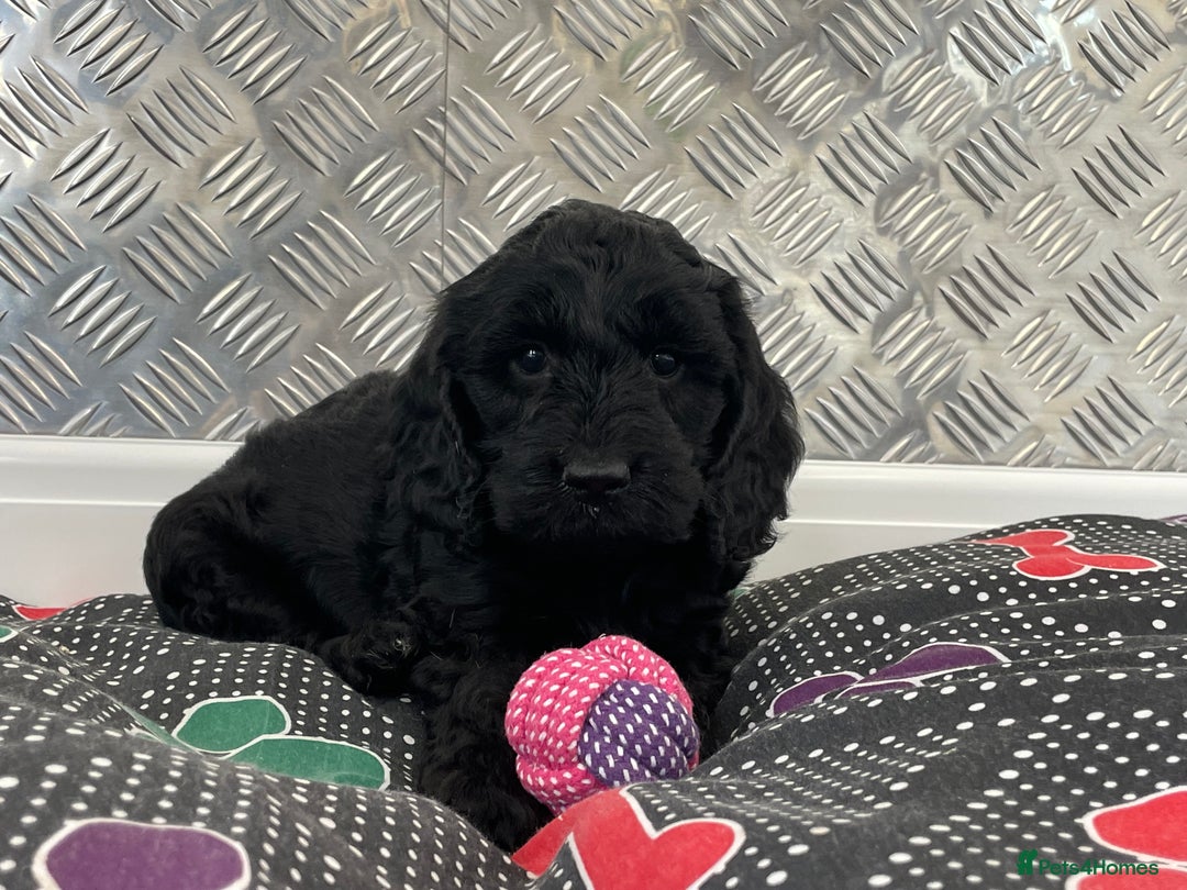 Cockapoo dogs for sale: F1 Cockapoo puppies for sale  - Image 7