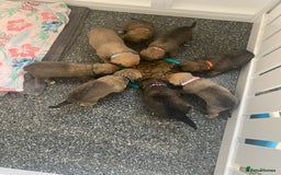 Jack Russell dogs for sale: Jack Russell puppies for sale.  - Image 16