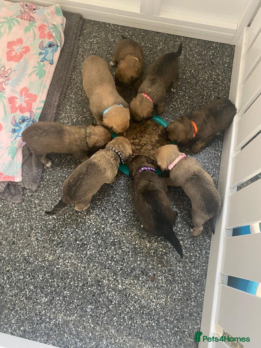 Jack Russell dogs for sale: Jack Russell puppies for sale.  - Image 16