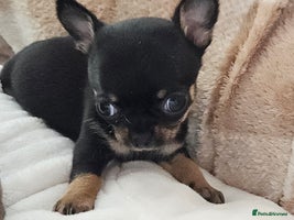 Chihuahua dogs Beautiful Blue and Merle Chihuahuas - Advert 9