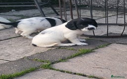 English Springer Spaniel dogs for sale: English springer spaniel pups  - Image 1