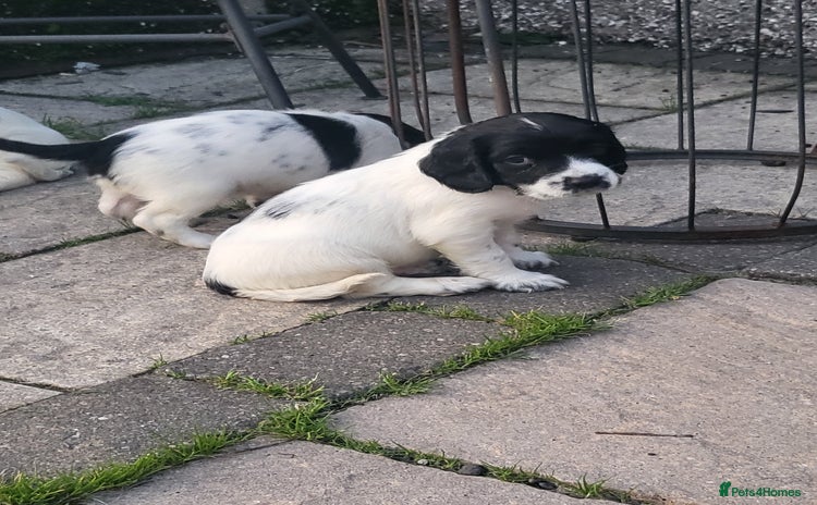 English Springer Spaniel dogs - Advert 2