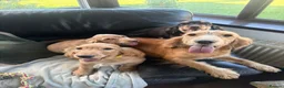 Cocker Spaniel dogs for sale: Cocker spaniel puppies  in Boncath - Advert 7