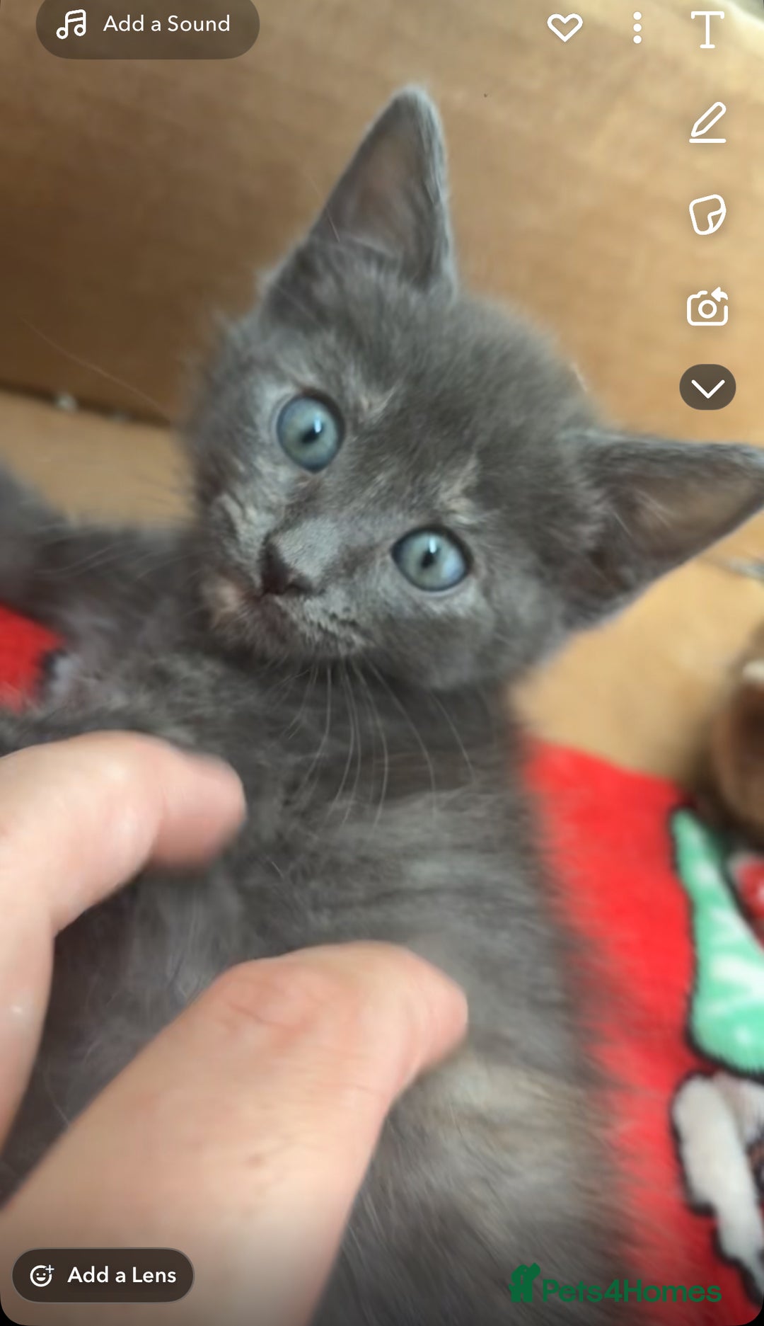 Mixed Breed cats for sale: maincoon - bengal kittens - Image 1