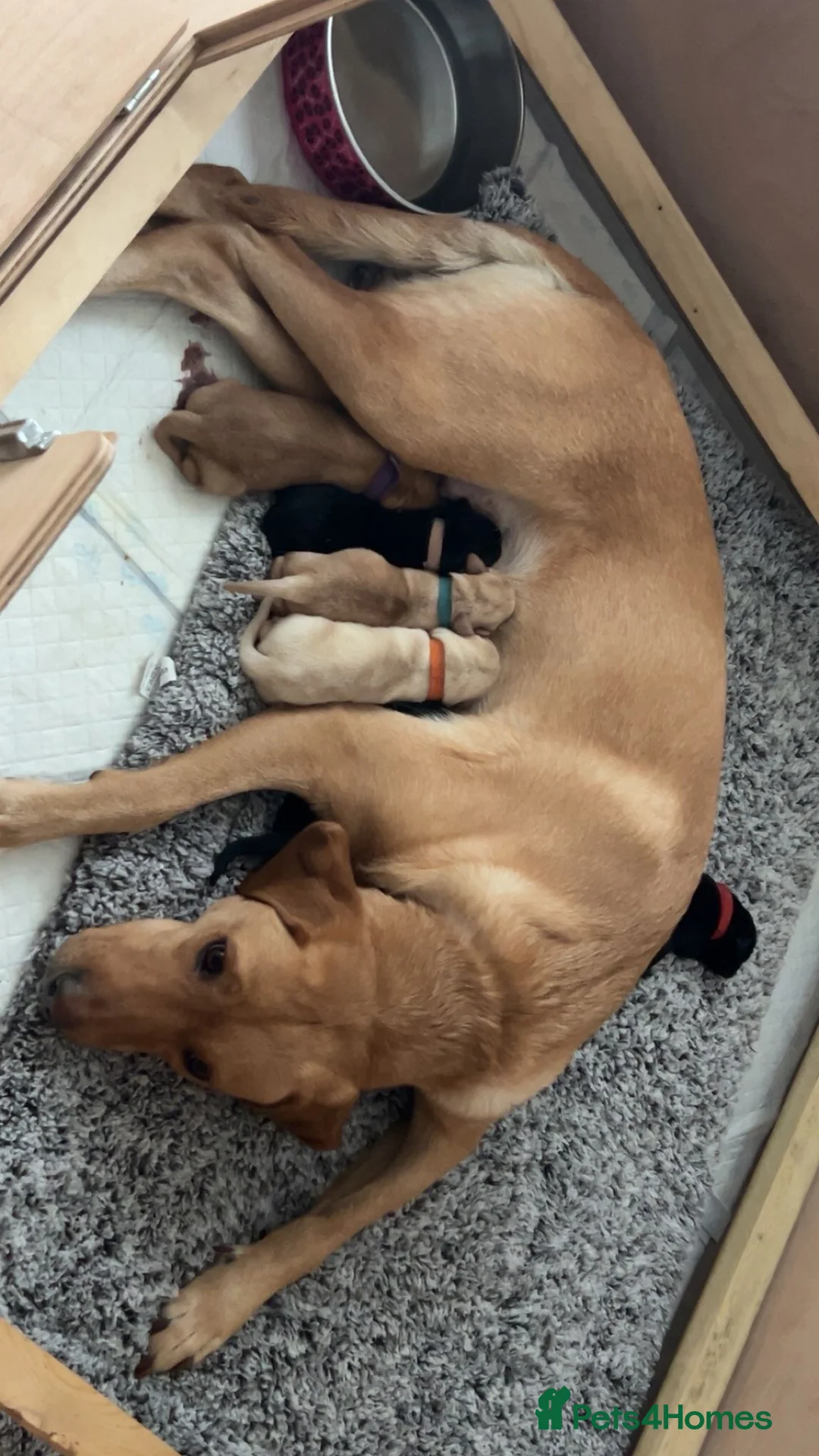 Labrador Retriever dogs for sale: 2 Labrador pups ready for their loving homes  - Advert 29