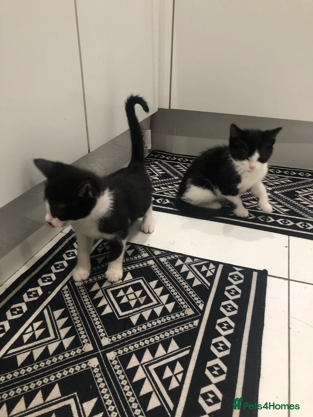 Mixed Breed cats for sale: 3 Lovely Kittens Ready Now  - Advert 11