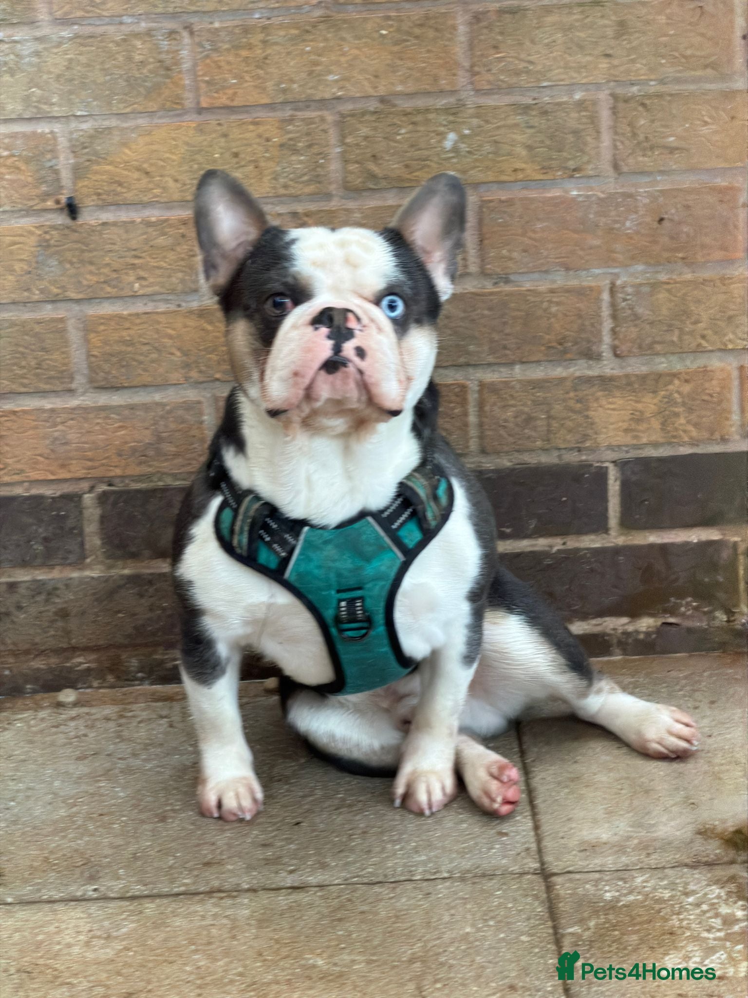 French Bulldog dogs 🐾 Stunning Male French Bulldog  🐾 - Advert 4