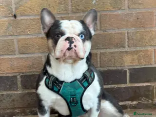 French Bulldog dogs 🐾 Stunning Male French Bulldog 🐾 - Advert 1