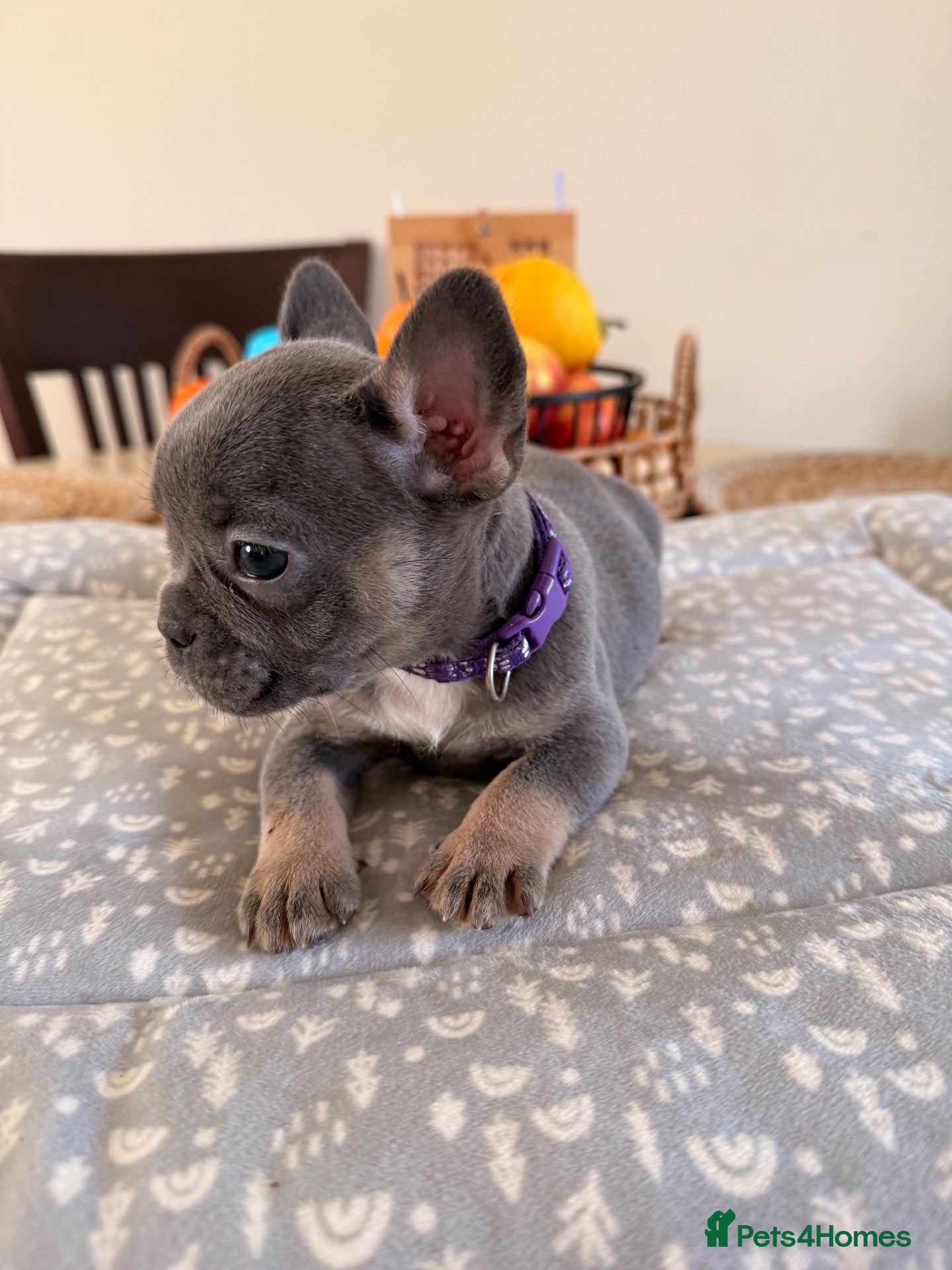 French Bulldog dogs Last 2 left Massively reduced Ready now KC Registe - Advert 3