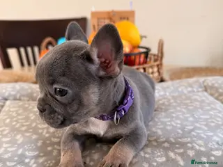 French Bulldog dogs Last 2 left Massively reduced Ready now KC Registe - Advert 3