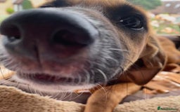 Mixed Breed dogs for adoption: Minnow (Hound/Shepherd mix) - Image 6