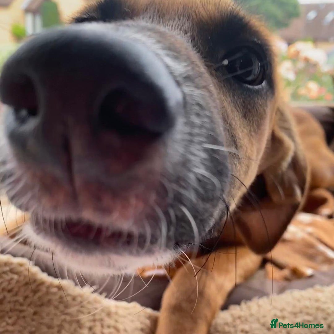 Mixed Breed dogs for adoption: Minnow (Hound/Shepherd mix) - Image 6