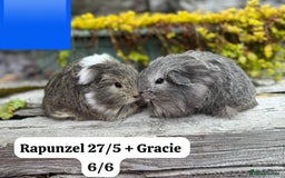 Guinea Pig rodents for sale: Baby guinea pigs available now. Sheffield. - Image 17
